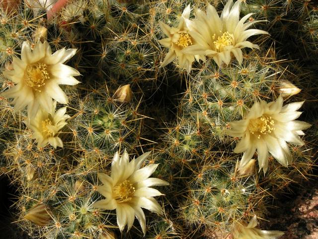 Маммиллярия: что это за цветок, фото кактуса mammillaria, а также размножение, уход в домашних условиях и возможные болезни