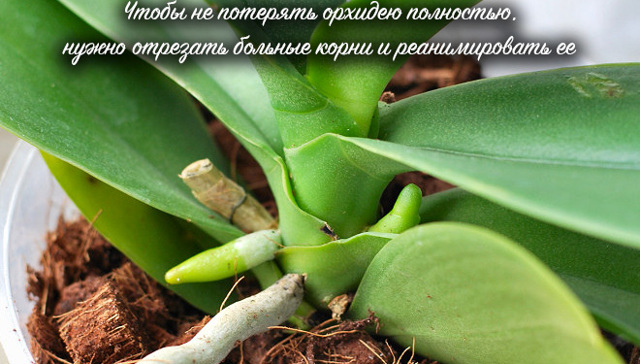 Как нарастить корни у орхидеи фаленопсис: когда необходимо начать реанимацию, чтобы спасти растение с помощью воды или теплицы, и дальнейший уход за цветком