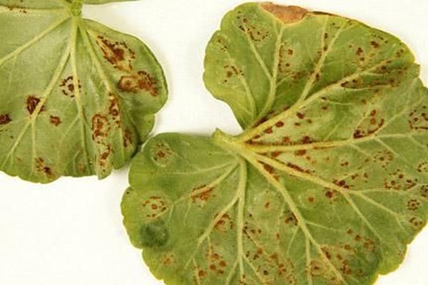 Болезни герани и их лечение с фото: борьба с черной ножкой и другими недугами и вредителями, а также уход за этим комнатным растением в домашних условиях