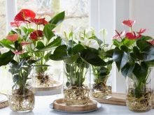 Антуриум Андре (anthurium andreanum): описание и фото видов Микс, Красный, Чемпион и Туренза, уход в домашних условиях за комнатным растением и в открытом грунте