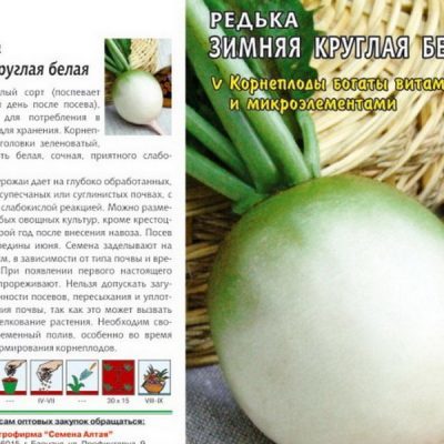 Сорта редьки: описание всех лучших видов овоща для выращивания в Сибири и других регионах с названием и фото, важность правильного выбора и цены на семена