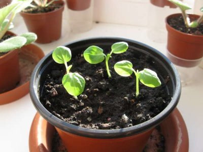 Гибискус Фаербол: описание, фото сорта, уход в домашних условиях, черенкование и посадка семенами, похожие цветы