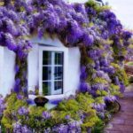 Сорта глицинии и виды Вистерии (wisteria) на фото: белая японская, морозостойкая Макростахия Блю Мун (macrostachya blue moon), Блэк Дракон и  другие названия
