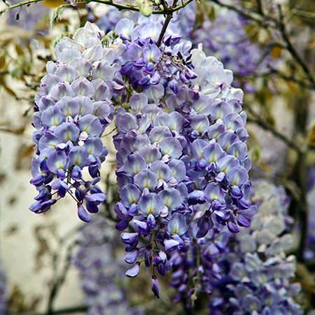 Сорта глицинии и виды Вистерии (wisteria) на фото: белая японская, морозостойкая Макростахия Блю Мун (macrostachya blue moon), Блэк Дракон и  другие названия