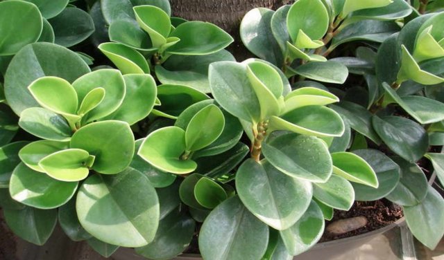 Пеперомия (peperomia): что это такое - фото и описание комнатного растения, лечебные свойства, польза для дома, относится ли к суккулентным и где родина цветка?
