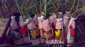 Голландские розы: характеристика и описание видов и сортов с фото и названиями, нюансы выращивания этих цветов