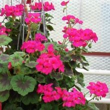 Герань великолепная: все о правилах посадки и ухода за этим цветком, фото растения, какие популярные сорта существуют на сегодняшний день?