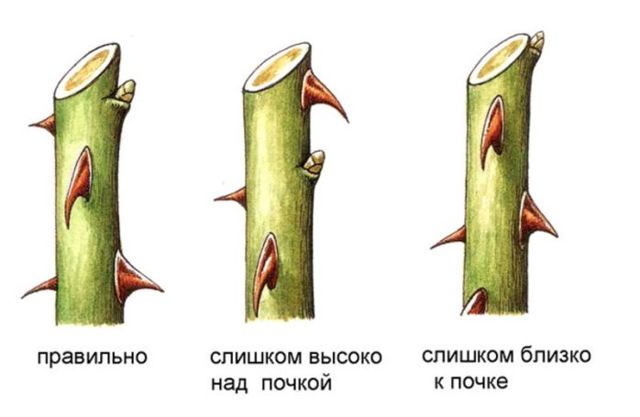 Обрезка плетистых роз для начинающих: нужно ли проводить процедуру весной, на зиму, осенью и летом и как правильно делать формирование цветка?