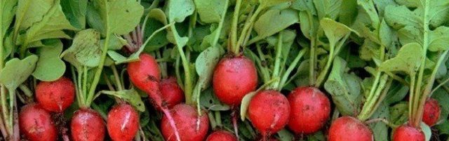 Выращивание редиса: секреты агротехники и ухода, за сколько можно вырастить хороший и крупный урожай, как правильно ухаживать и прореживать в открытом грунте и нет?