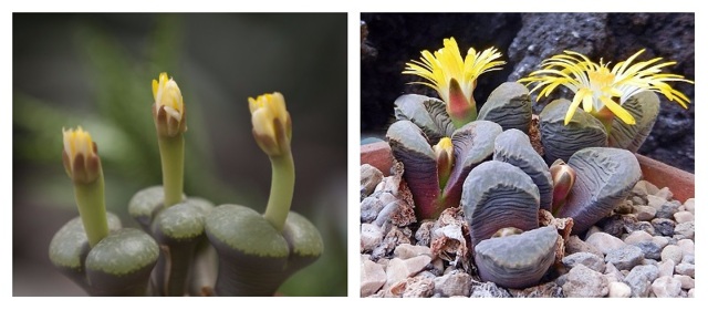 Литопсы (lithops) или 