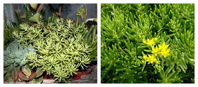 Очиток и все другие названия суккулента: седум (sedum), заячья капуста, скрипун, грыжная и лихорадочная трава, описание комнатного и садового растения, фото цветка