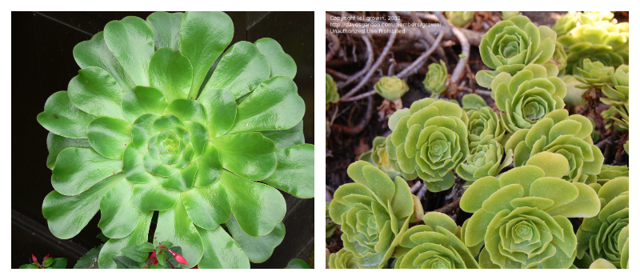 Эониум (aeonium): ботаническое описание видов этого цветка и фото домашнего растения, а также суккулент как целитель
