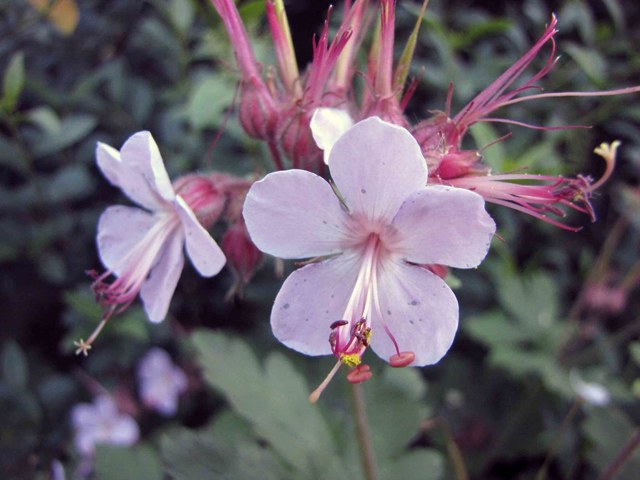 Герань великолепная: все о правилах посадки и ухода за этим цветком, фото растения, какие популярные сорта существуют на сегодняшний день?