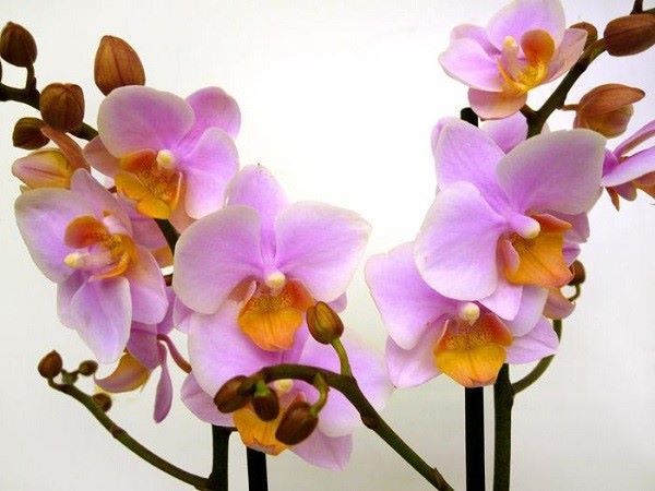 Желтеет цветонос у орхидеи: почему это происходит и что делать?