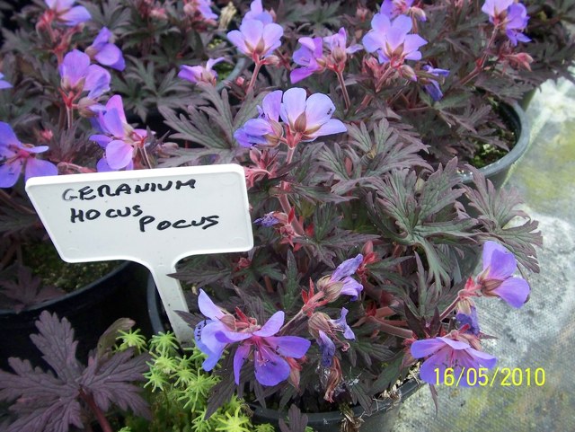 Герань великолепная: все о правилах посадки и ухода за этим цветком, фото растения, какие популярные сорта существуют на сегодняшний день?