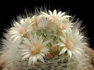 Маммиллярия Пролифера (mammillaria prolifera): почему ее называют побегоносной, как выглядит на фото и что нужно для ухода?