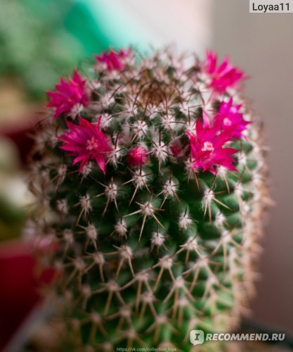 Маммиллярия Пролифера (mammillaria prolifera): почему ее называют побегоносной, как выглядит на фото и что нужно для ухода?