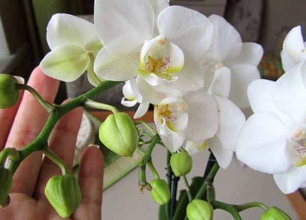 Белая орхидея в горшке: что это за сорт и как цветок выглядит на фото, а также правила ухода за комнатным растением в домашних условиях и происхождения названия