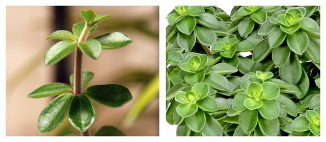 Пеперомия (peperomia): что это такое - фото и описание комнатного растения, лечебные свойства, польза для дома, относится ли к суккулентным и где родина цветка?
