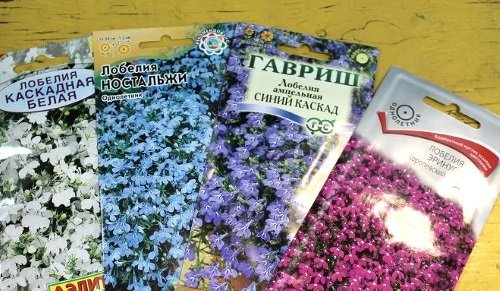 Лобелия Сапфир: описание и фото цветка, особенности посадки и размножения, а также уход за растением