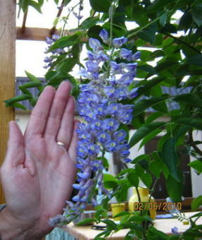 Сорта глицинии и виды вистерии (wisteria) на фото: белая японская, морозостойкая макростахия блю мун (macrostachya blue moon), блэк дракон и другие названия