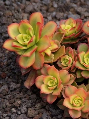 Эониум (aeonium): ботаническое описание видов этого цветка и фото домашнего растения, а также суккулент как целитель