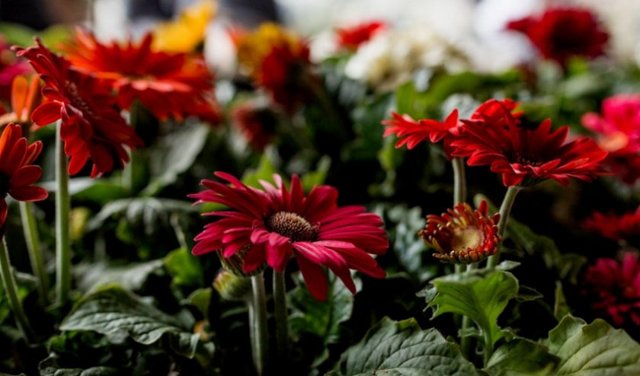 Герберы из семян в домашних условиях: как выращивать, как правильно произвести посадку комнатного цветка и ухаживать за ним?