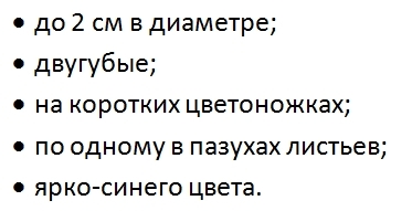 Лобелия император Вилли: описание внешнего вида и фото растения, посадка и уход, а также особенности выращивания из семян и черенков