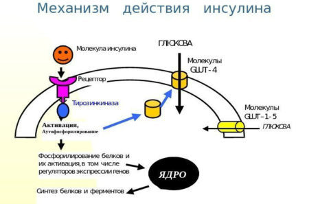 Снижает ли имбирь сахар в крови: полезные свойства корня, его польза и вред при диабете 1 и 2 типа, а также можно ли или нет есть маринованный, как принимать?