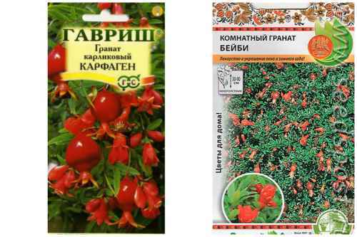 Карликовый гранат: фото, уход за декоративным деревцем в домашних условиях, а также как вырастить красивый бонсай на подоконнике из сортов Нана, Карфаген и других?