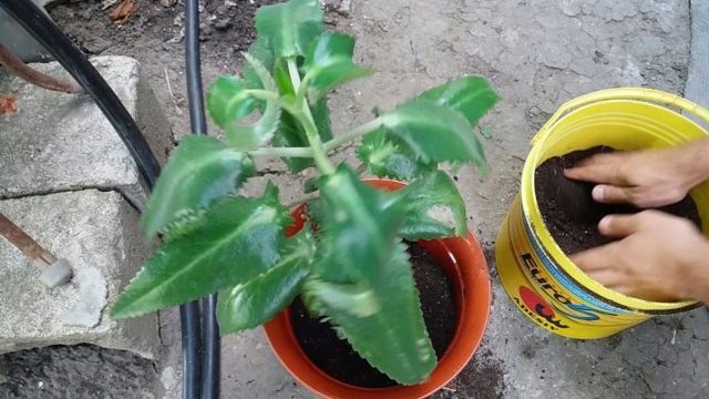 Каланхоэ: пересадка после покупки и уход в домашних условиях для цветения, а также советы, как выбирать растение в магазине