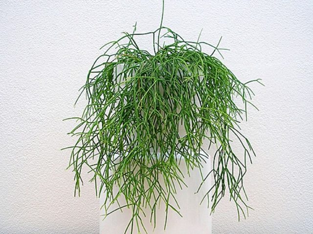 Рипсалис (rhipsalis) — что это такое: описание и фото кактуса, обзор популярных видов, выращивание дома, а также похожие цветы и отличия растения от хатиоры