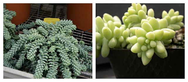 Очиток и все другие названия суккулента: седум (sedum), заячья капуста, скрипун, грыжная и лихорадочная трава, описание комнатного и садового растения, фото цветка