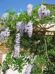 Сорта глицинии и виды Вистерии (wisteria) на фото: белая японская, морозостойкая Макростахия Блю Мун (macrostachya blue moon), Блэк Дракон и  другие названия