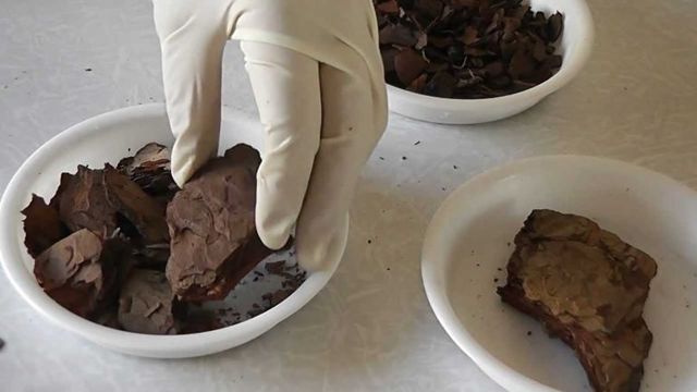 Как посадить орхидею в домашних условиях: во что лучше - в горшок или корягу, советы новичкам по уходу, а также нюансы размножения луковицей и прочим