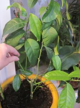 Как посадить лимон из косточки в домашних условиях: пошаговая инструкция, как правильно прорастить семена и выбрать грунт и горшок, фото дерева