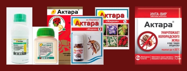 Как обработать орхидею Актарой: что это такое и как правильно развести инсектицид, а также основные меры предосторожности при использовании препарата