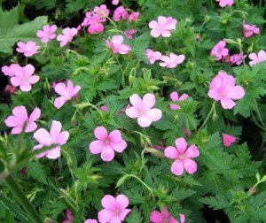 Герань великолепная: все о правилах посадки и ухода за этим цветком, фото растения, какие популярные сорта существуют на сегодняшний день?