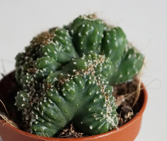 Цереус (cereus): что это такое, уход в домашних условиях, выбор земли и горшка для цветка, а также фото кактуса