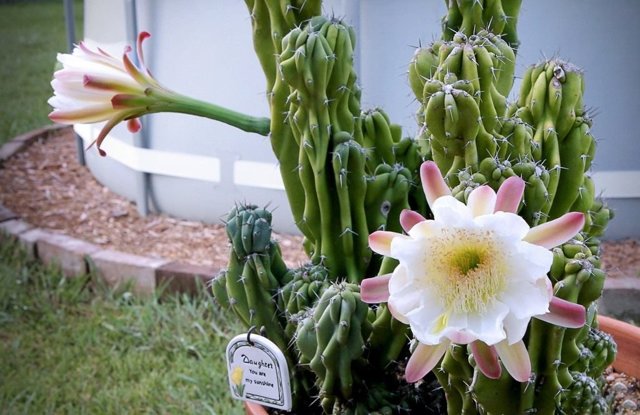 Цереус (cereus): что это такое, уход в домашних условиях, выбор земли и горшка для цветка, а также фото кактуса