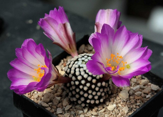 Маммиллярия грацилис (mammillaria gracilis), или стройная — описание и фото растения, а также уход, размножение и борьба с вредителями