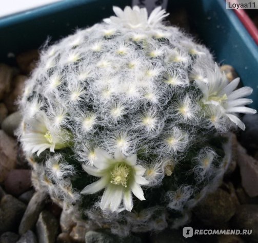 Маммиллярия Пролифера (mammillaria prolifera): почему ее называют побегоносной, как выглядит на фото и что нужно для ухода?