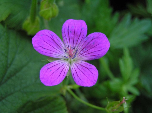 Герань великолепная: все о правилах посадки и ухода за этим цветком, фото растения, какие популярные сорта существуют на сегодняшний день?