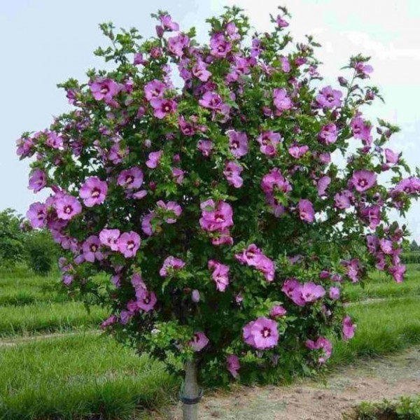 Гибискус Фаербол: описание, фото сорта, уход в домашних условиях, черенкование и посадка семенами, похожие цветы