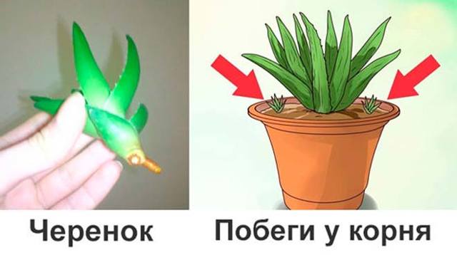 Как размножить алоэ правильно: способы разведения, посадка и уход за цветком в домашних условиях, чтоб был большим и красивым, укоренение и выращивание в горшке