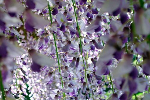 Глициния Блю мун: фото морозостойкой макростахии Голубая луна или wisteria macrostachya blue moon, уход за ней и посадка