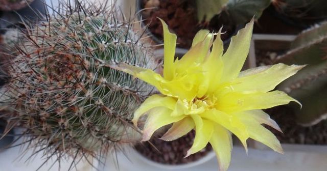 Эхинопсис (echinopsis): что это за кактус, как осуществлять уход за домашним растением, а также описание видов цветка и их фото, способы борьбы с болезнями