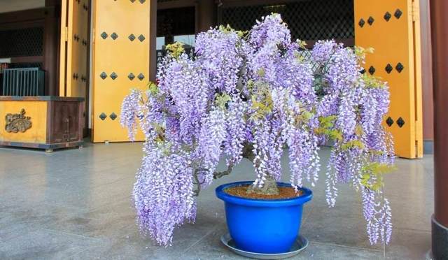 Сорта глицинии и виды Вистерии (wisteria) на фото: белая японская, морозостойкая Макростахия Блю Мун (macrostachya blue moon), Блэк Дракон и  другие названия