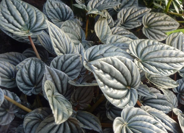 Пеперомия (peperomia): что это такое - фото и описание комнатного растения, лечебные свойства, польза для дома, относится ли к суккулентным и где родина цветка?