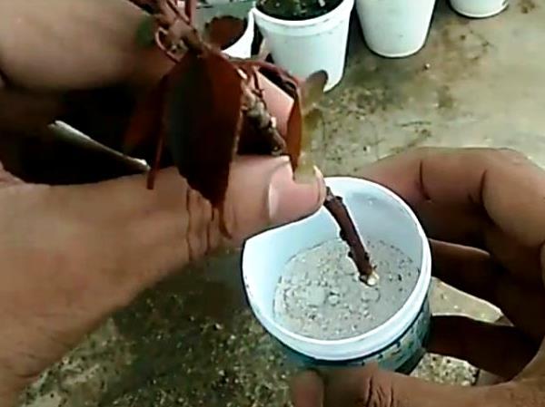 Акалифа: уход в домашних условиях и фото растения, вся информация о выращивании, поливе, удобрении и подкормке, а также описание особенностей цветка